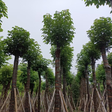 骨架/全冠/杀头秋枫基地直销规格齐全欢迎老板来电咨询