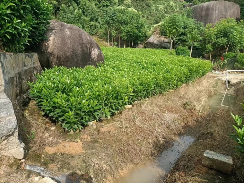 非洲茉莉小布袋基地直销规格齐全欢迎老板来电咨询合作