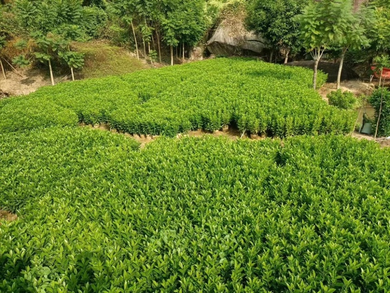 非洲茉莉小布袋基地直销规格齐全欢迎老板来电咨询合作