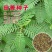 牧草绿肥种籽孑田箐种子果园土壤改善碱菁涝豆耐涝耐旱耐盐碱