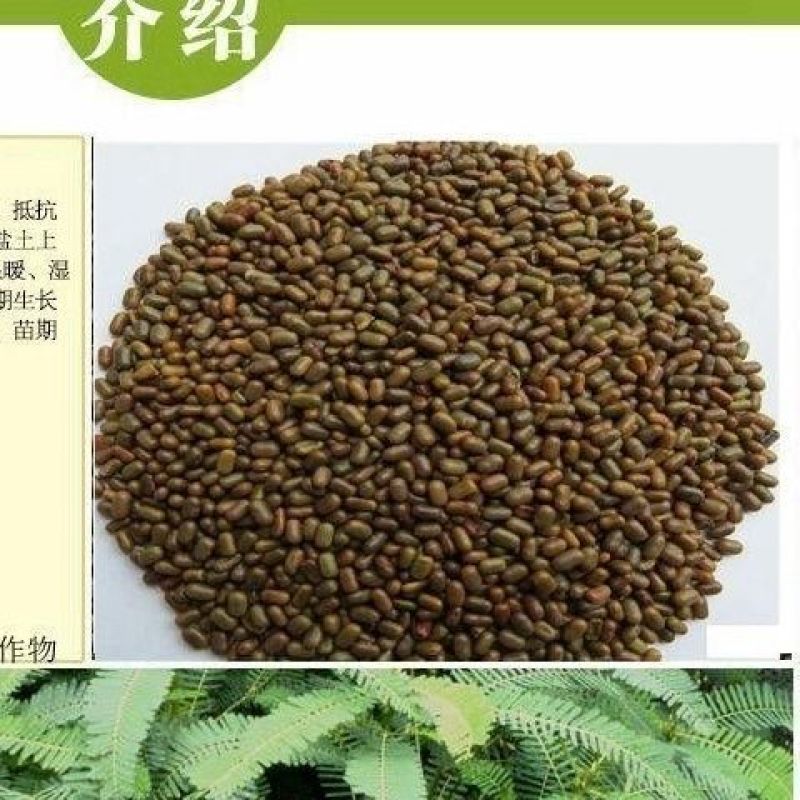 牧草绿肥种籽孑田箐种子果园土壤改善碱菁涝豆耐涝耐旱耐盐碱