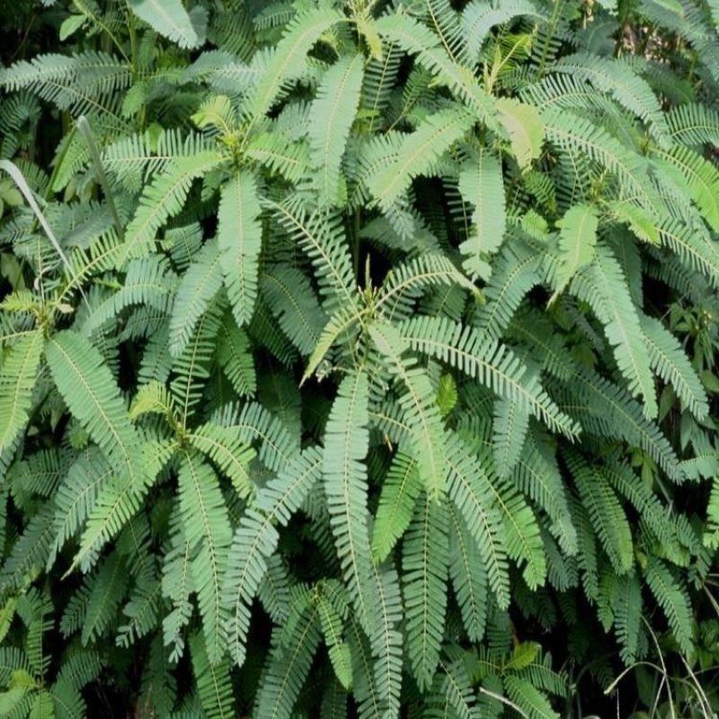 牧草绿肥种籽孑田箐种子果园土壤改善碱菁涝豆耐涝耐旱耐盐碱