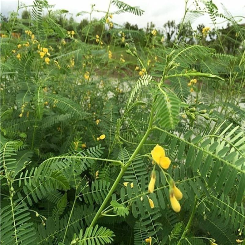 牧草绿肥种籽孑田箐种子果园土壤改善碱菁涝豆耐涝耐旱耐盐碱