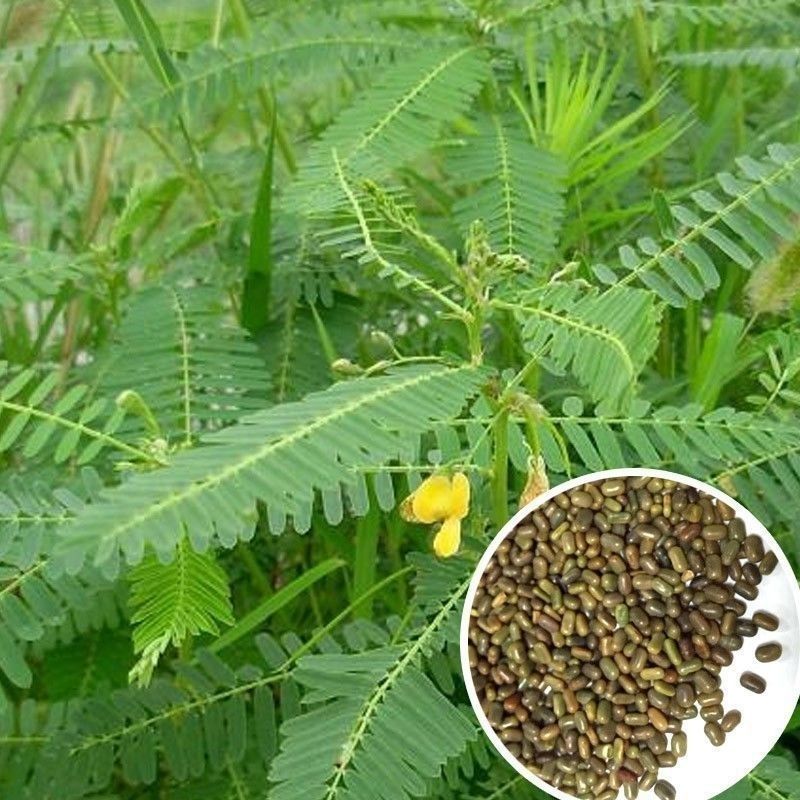 牧草绿肥种籽孑田箐种子果园土壤改善碱菁涝豆耐涝耐旱耐盐碱
