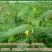 牧草绿肥种籽孑田箐种子果园土壤改善碱菁涝豆耐涝耐旱耐盐碱