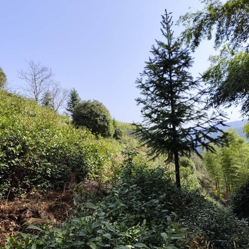 正宗黄山毛峰手工茶
