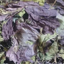 紫苏紫苏梗紫苏叶苏子苏籽