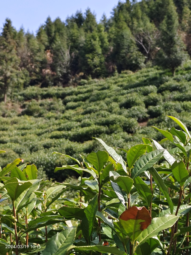 正宗黄山毛峰手工茶