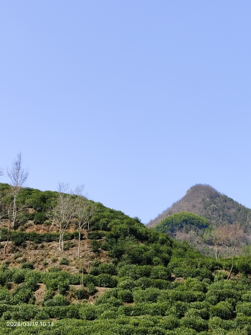正宗黄山毛峰手工茶