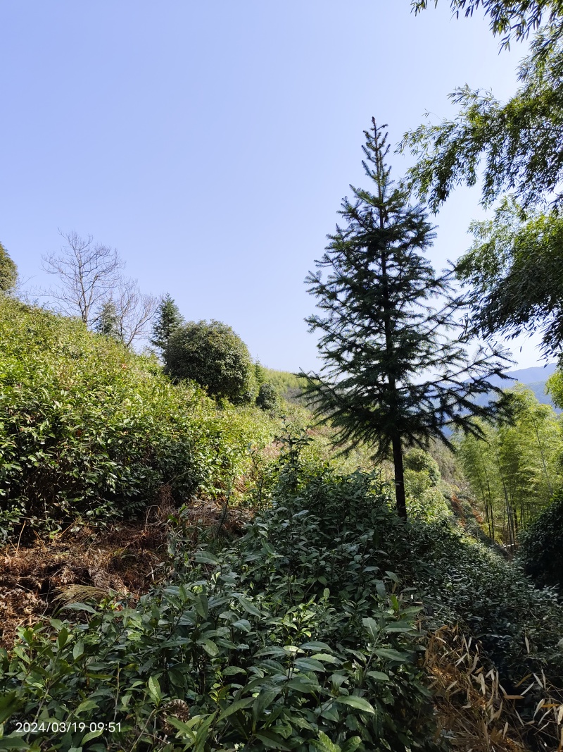 正宗黄山毛峰手工茶