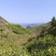 正宗黄山毛峰手工茶