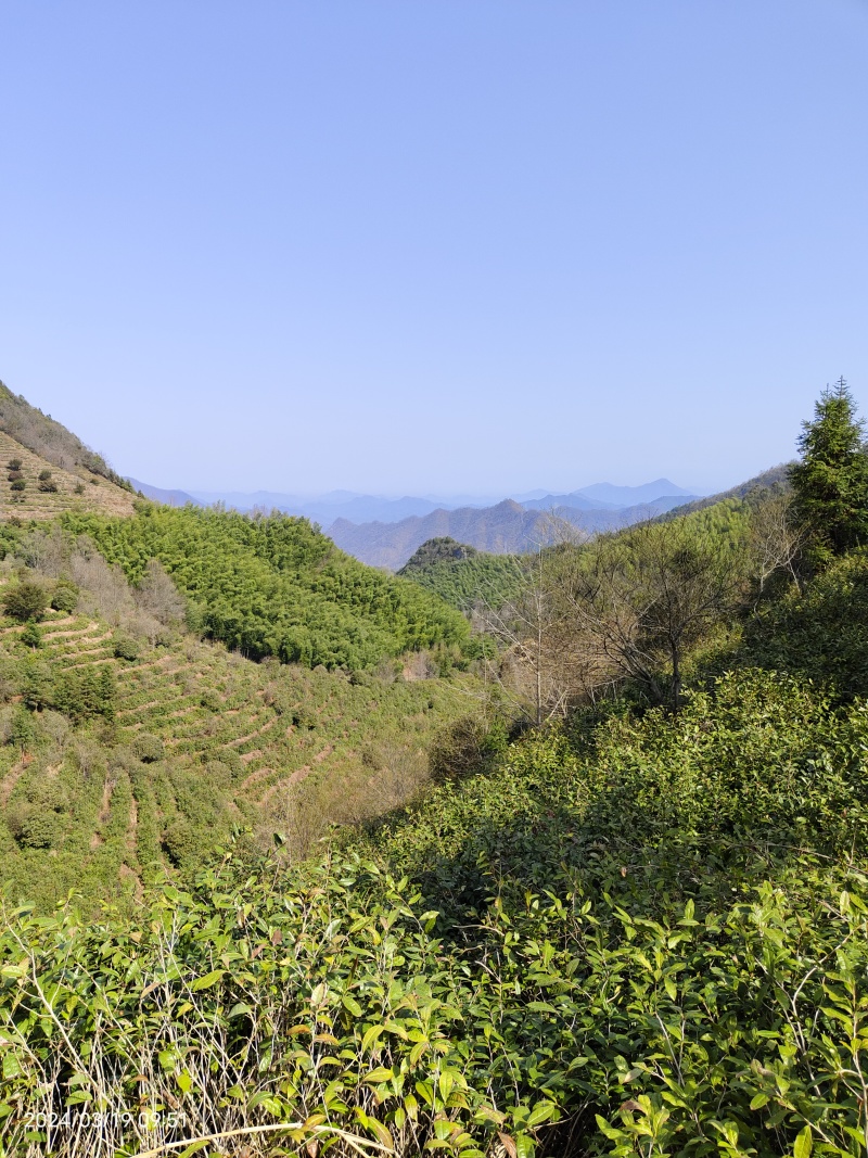 正宗黄山毛峰手工茶