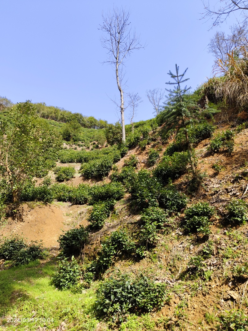正宗黄山毛峰手工茶