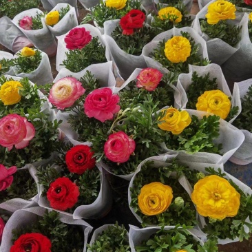 芹叶牡丹