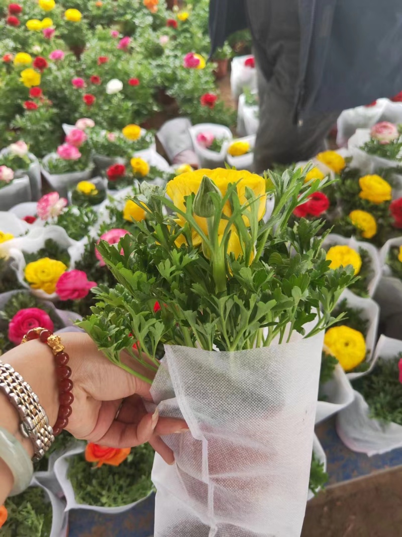 芹叶牡丹