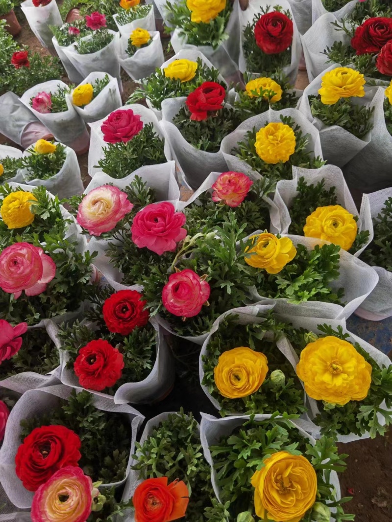芹叶牡丹