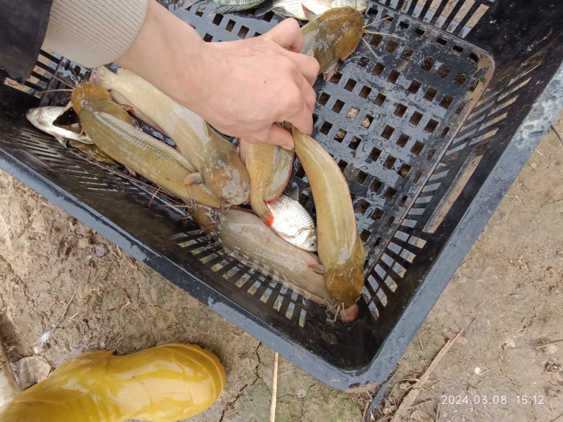塘角鱼