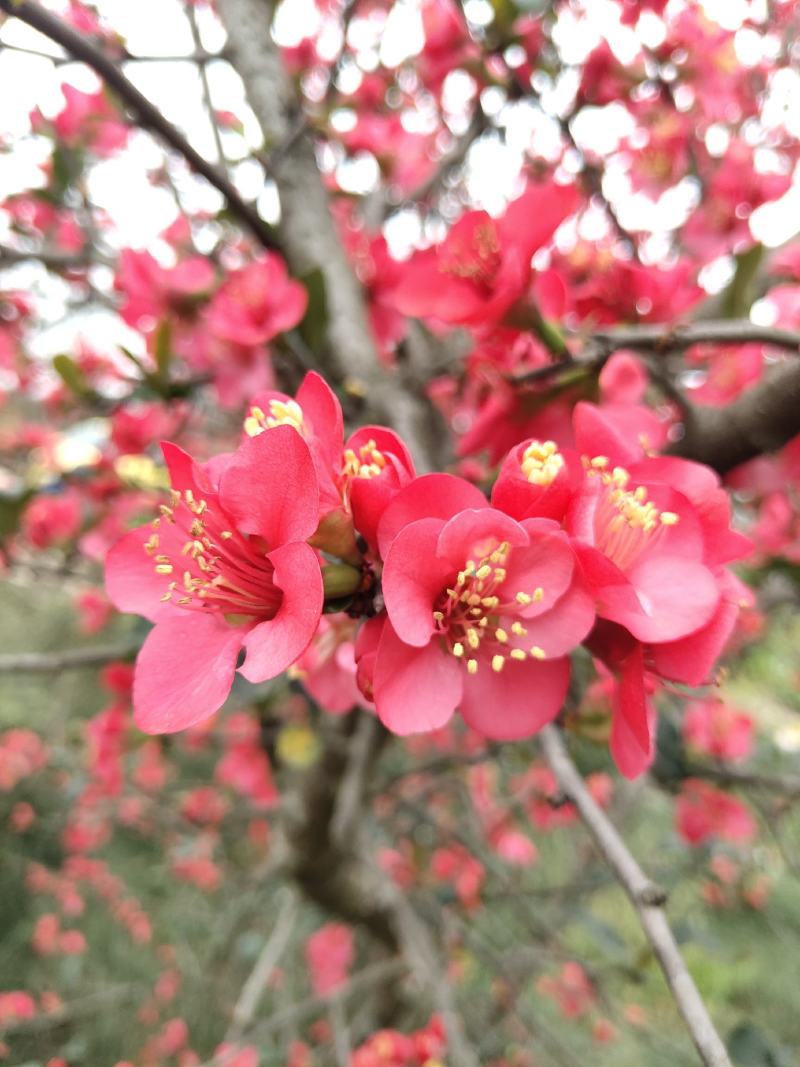 丛生贴梗海棠基地常年供应根系发达，栽植易存活