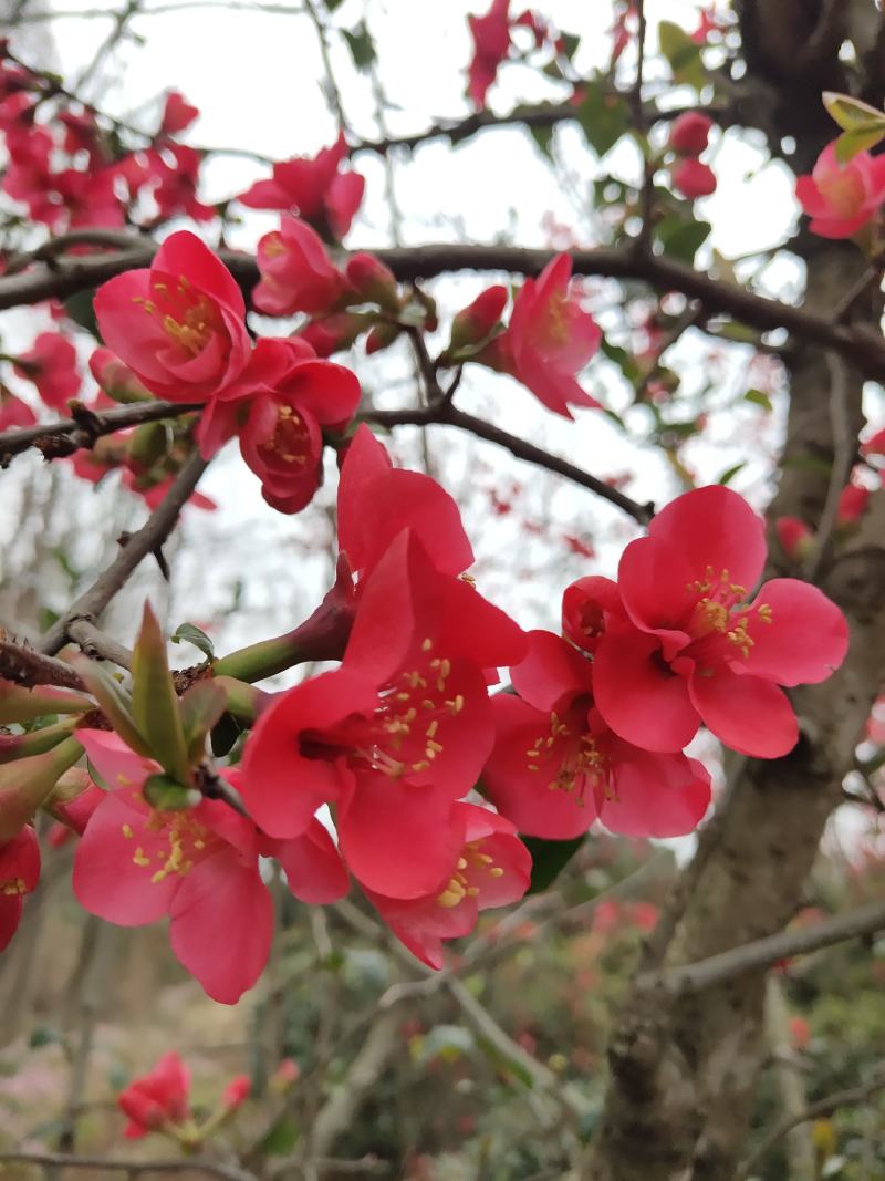 丛生贴梗海棠基地常年供应根系发达，栽植易存活