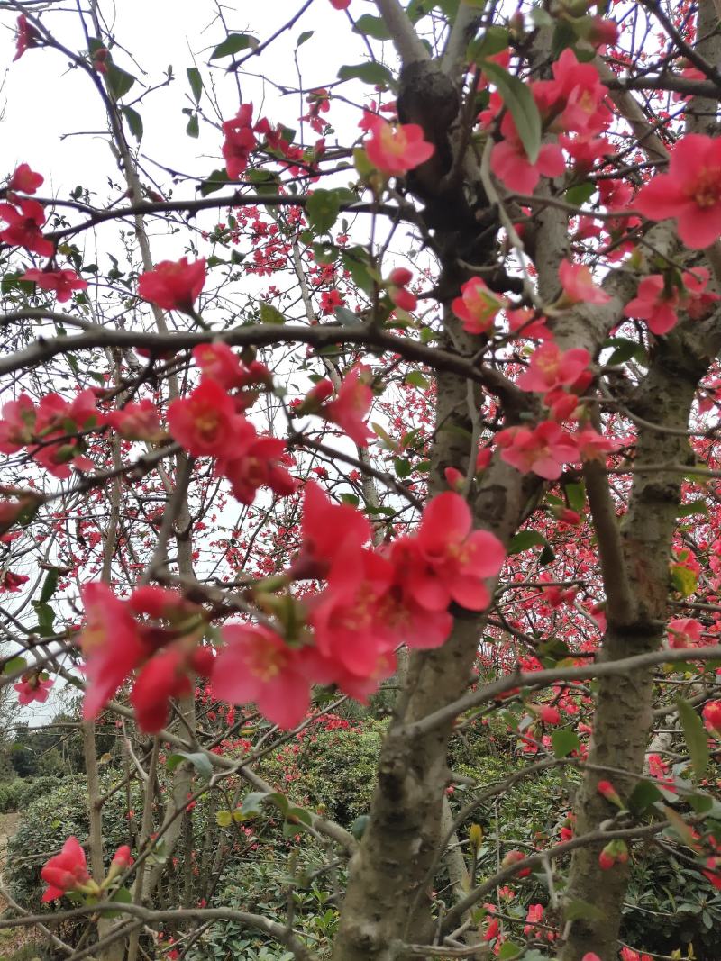 丛生贴梗海棠基地常年供应根系发达，栽植易存活