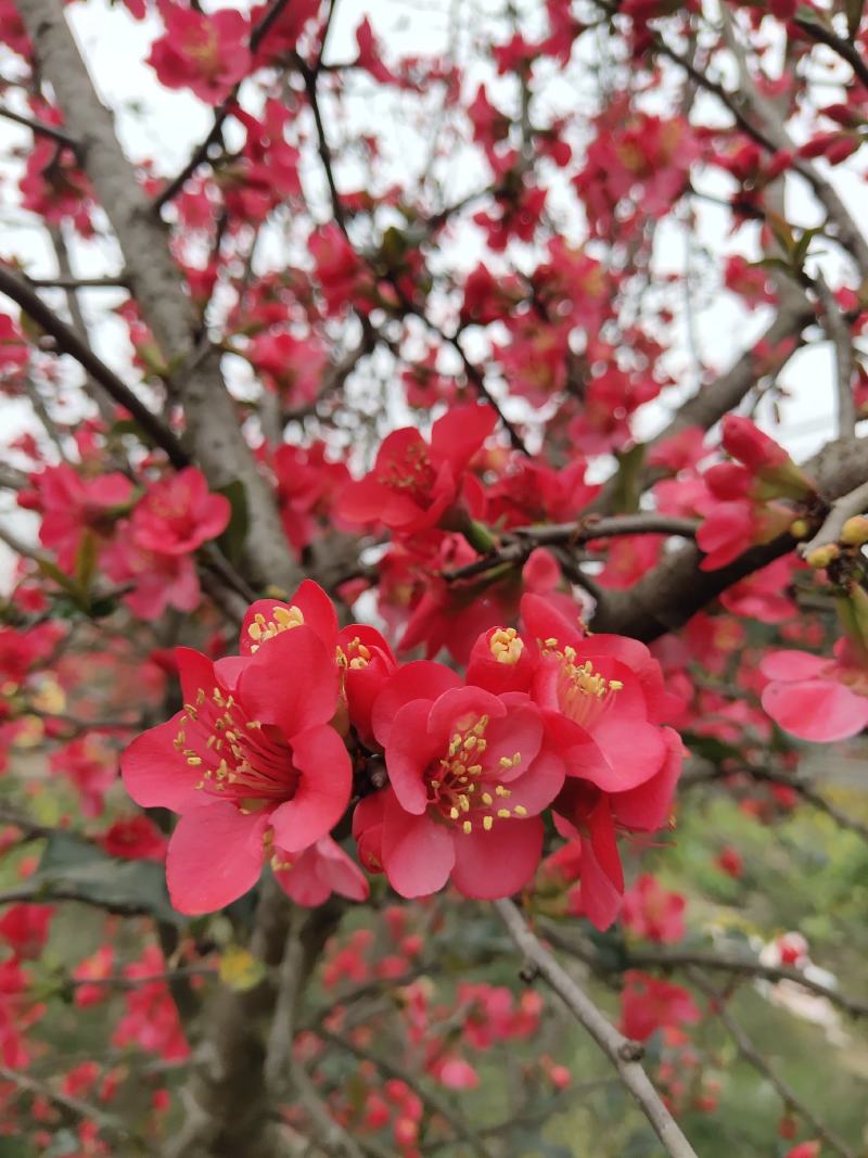 丛生贴梗海棠基地常年供应根系发达，栽植易存活