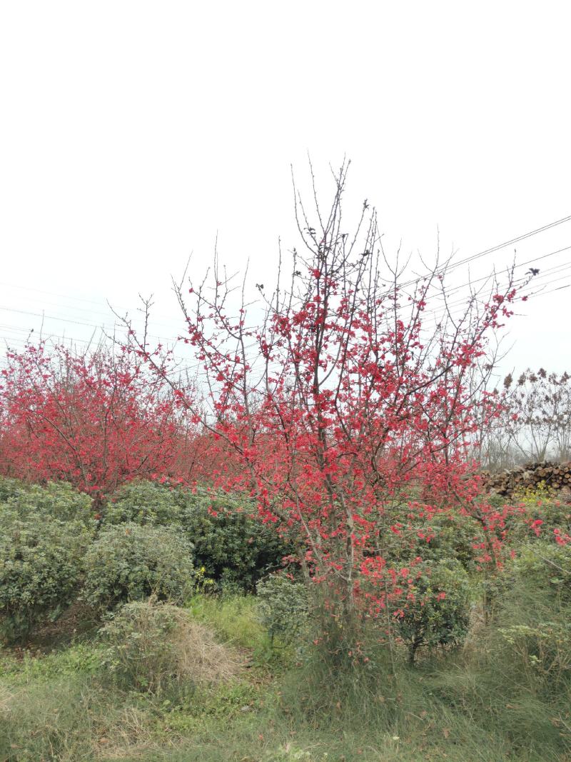 丛生贴梗海棠基地常年供应根系发达，栽植易存活
