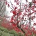 丛生贴梗海棠基地常年供应根系发达，栽植易存活