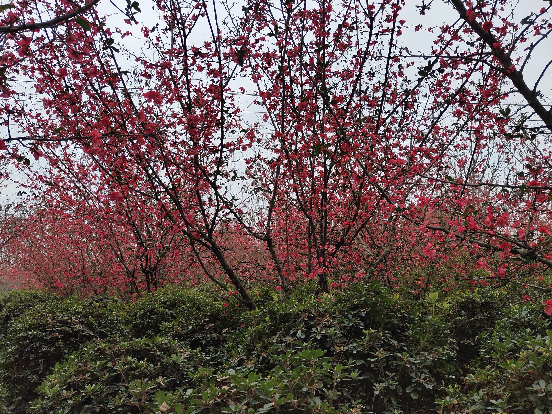 木瓜花盛开于春季,粉色花瓣与绿叶相映成趣 木瓜花盛开的场景