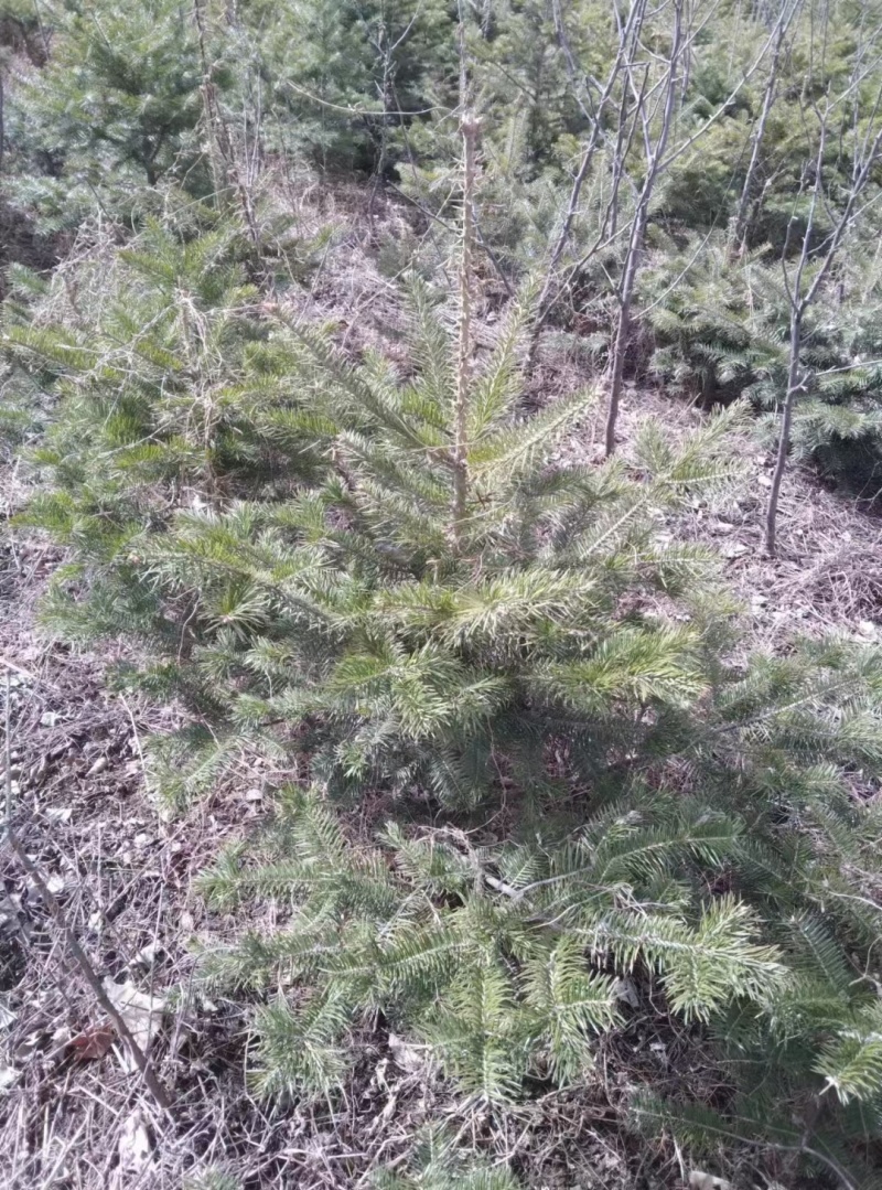 冷杉，小苗杯苗定植树耐寒成活率高，规格全量大欢迎选购