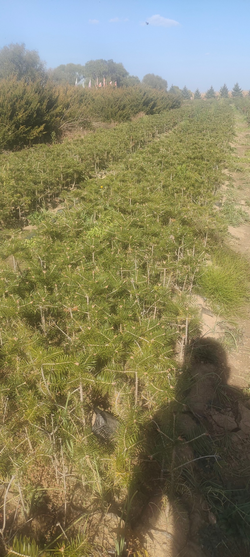 冷杉，小苗杯苗定植树耐寒成活率高，规格全量大欢迎选购