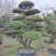 大叶黄杨造型树常绿灌木苗圃基地种植，造型优美