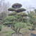 大叶黄杨造型树常绿灌木苗圃基地种植，造型优美