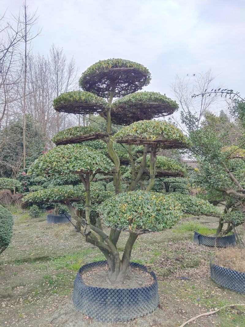 大叶黄杨造型树常绿灌木苗圃基地种植，造型优美