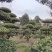 大叶黄杨造型树常绿灌木苗圃基地种植，造型优美
