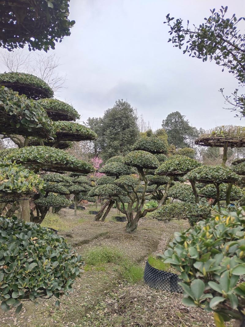 大叶黄杨造型树常绿灌木苗圃基地种植，造型优美