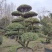 大叶黄杨造型树常绿灌木苗圃基地种植，造型优美
