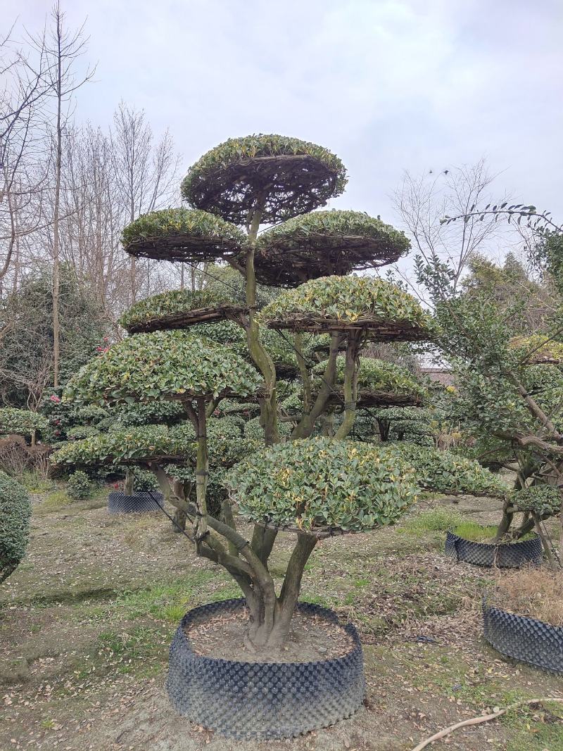 大叶黄杨造型树常绿灌木苗圃基地种植，造型优美