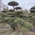 大叶黄杨造型树常绿灌木苗圃基地种植，造型优美