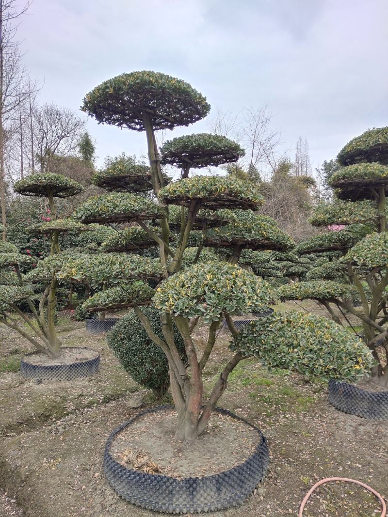 大叶黄杨造型树常绿灌木苗圃基地种植，造型优美