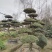 大叶黄杨造型树常绿灌木苗圃基地种植，造型优美