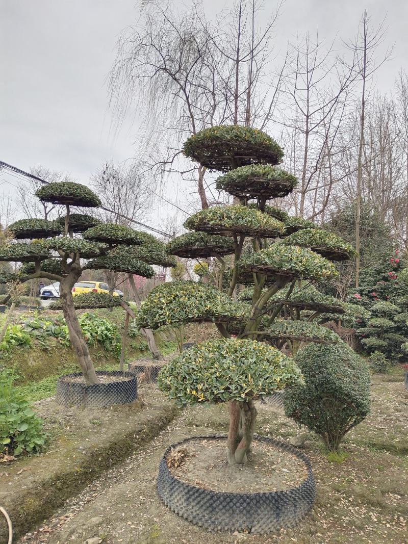 大叶黄杨造型树常绿灌木苗圃基地种植，造型优美