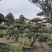 大叶黄杨造型树常绿灌木苗圃基地种植，造型优美