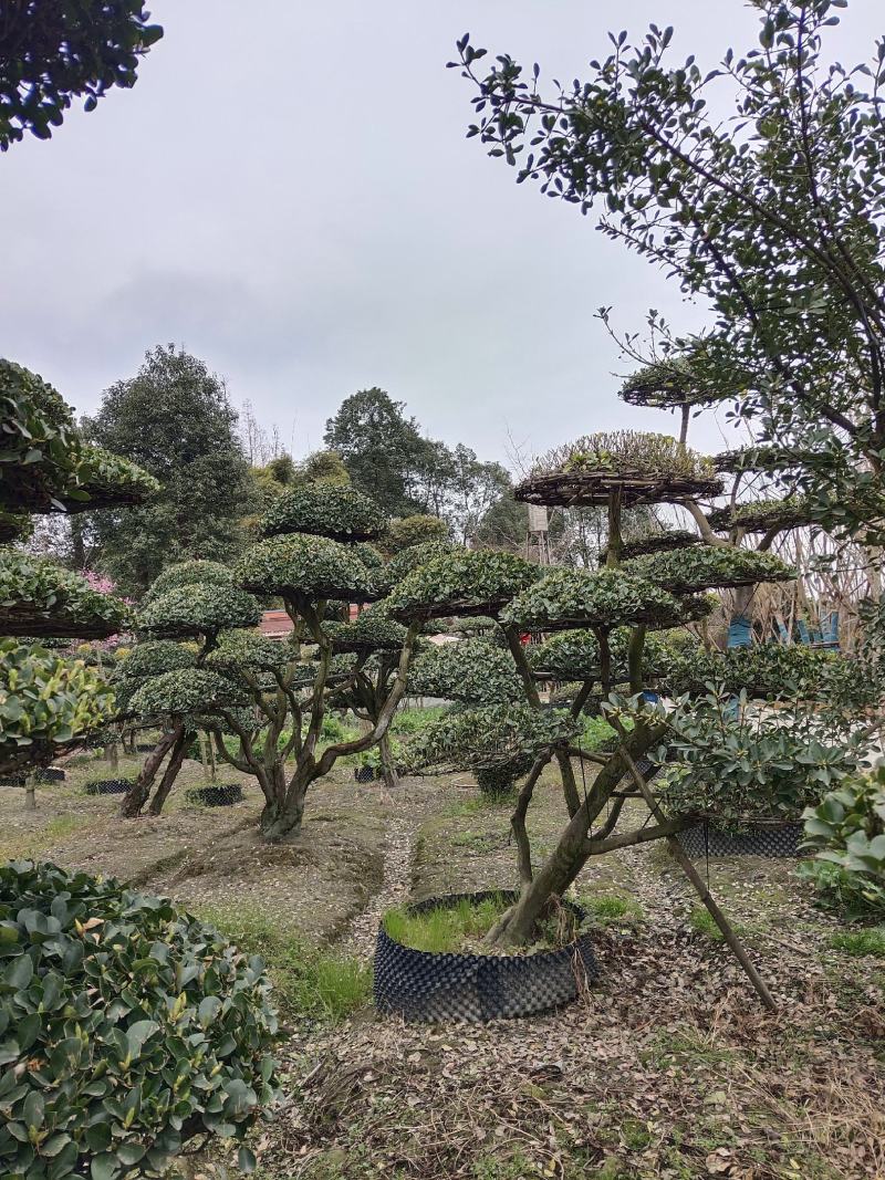 大叶黄杨造型树常绿灌木苗圃基地种植，造型优美