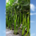 加长软皮线椒种子翠绿色适合春秋保护地和露地栽培高产型种