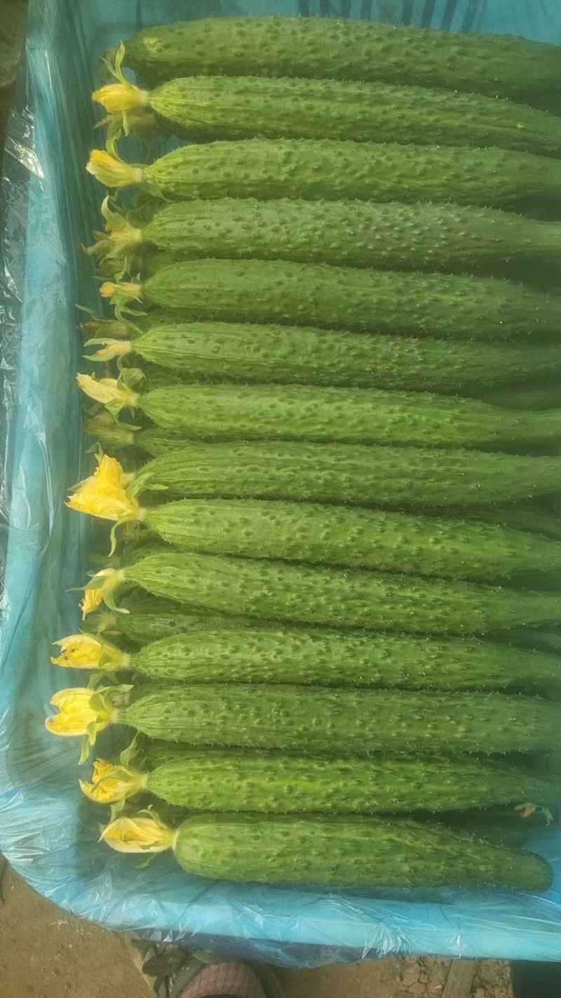 黄瓜