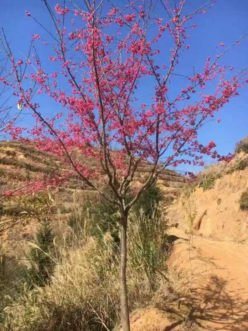 褔建【山樱花】6，7，8，9，10，11，12，都有货