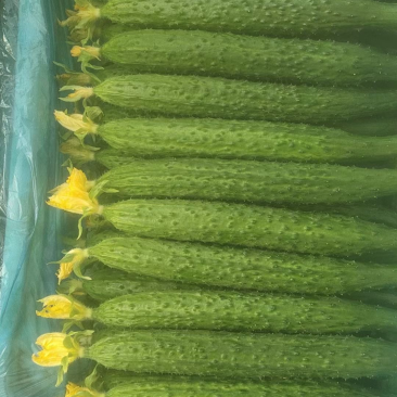黄瓜