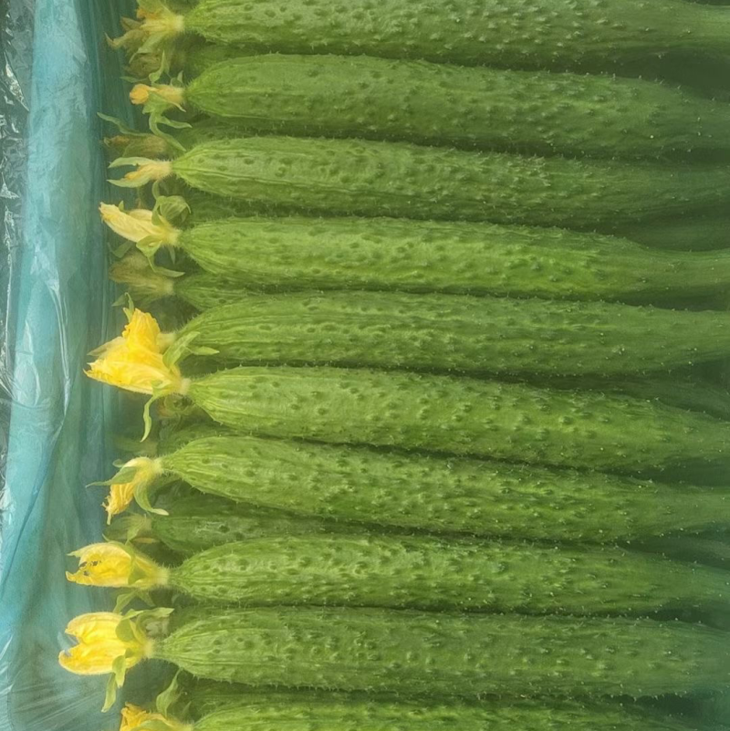 黄瓜