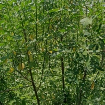 黄花槐
