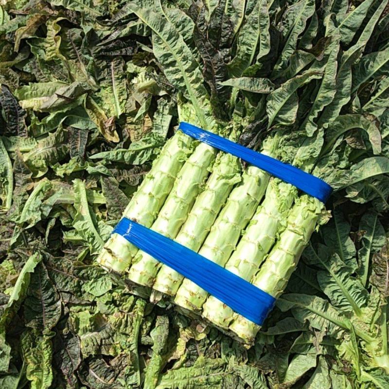 精品莴笋大量上市，欢迎全国各地的客户前来选购。